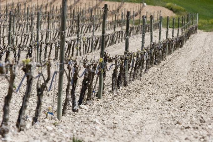 image Viñedos en Peñafiel, Valladolid