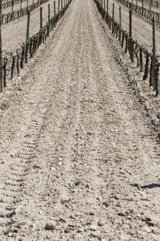 image Viñedos en Peñafiel, Valladolid