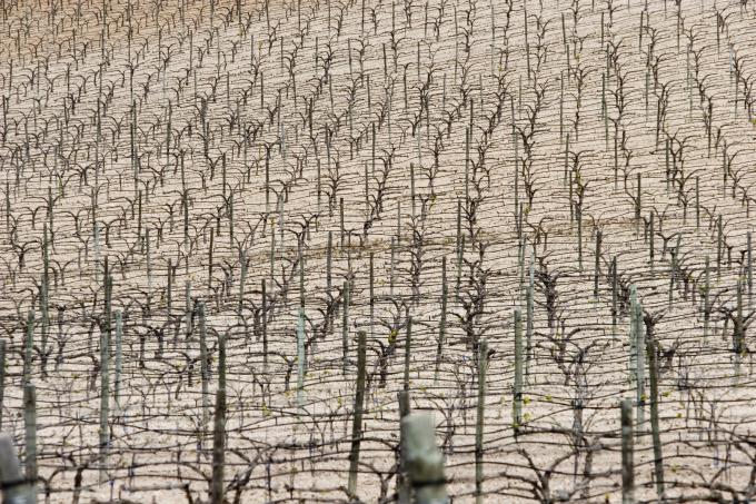 image Viñedos en Peñafiel, Valladolid