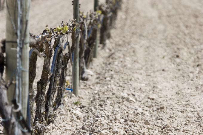 image Viñedos en Peñafiel, Valladolid