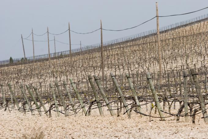 image Viñedos en Peñafiel, Valladolid