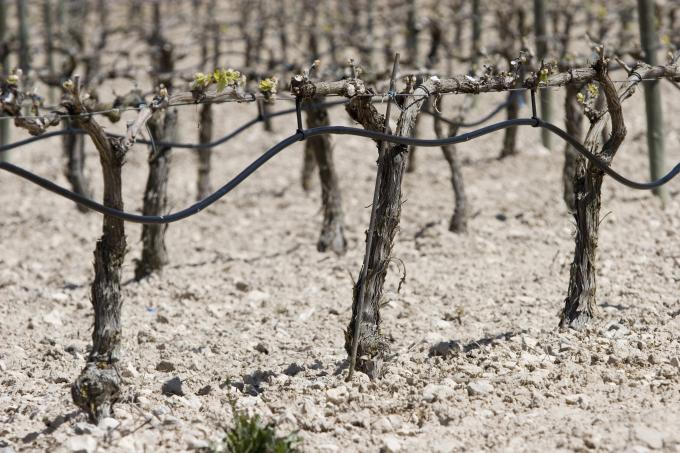 image Viñedos en Peñafiel, Valladolid