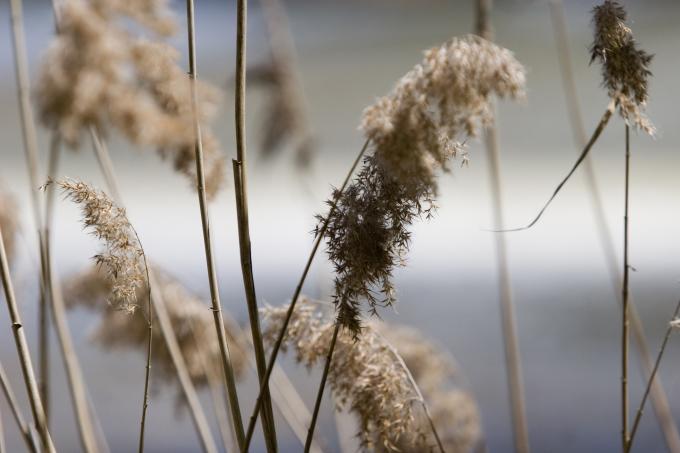 image Plantas a orillas del Duero, Valladolid