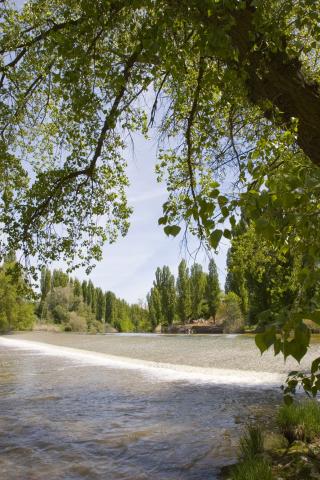 image Duero a su paso por Quintanilla de Onésimo, Valladolid