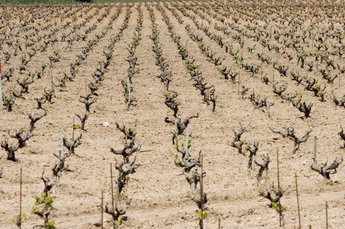image Viñedos en Quintanilla de Onésimo, Valladolid