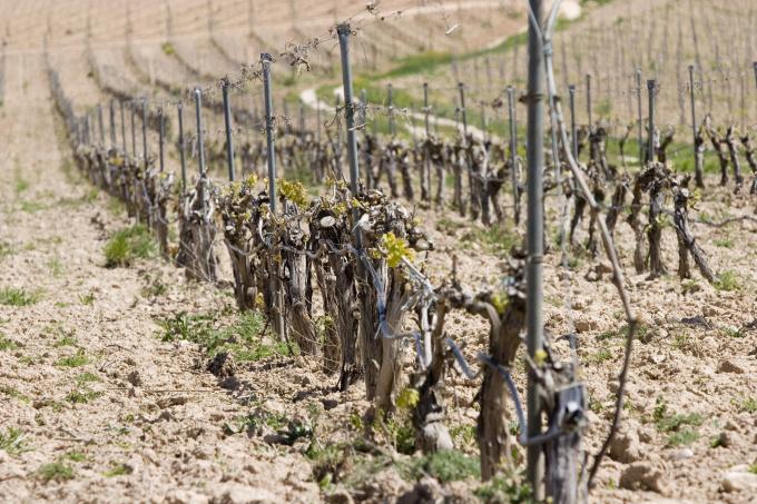 image Viñedos en Quintanilla de Onésimo, Valladolid