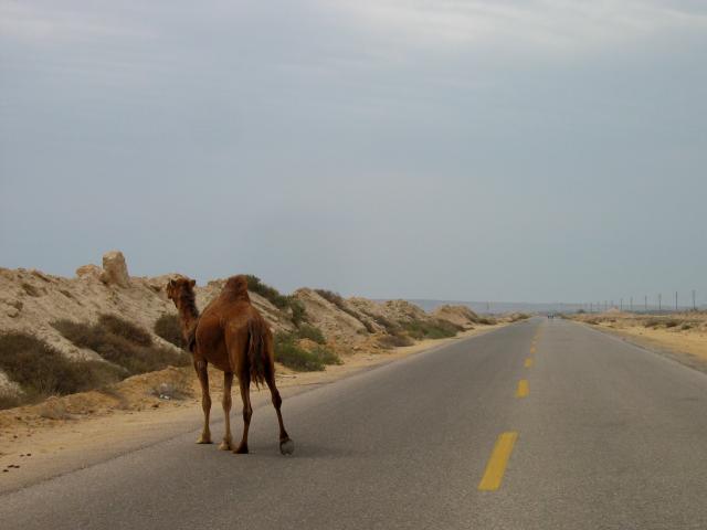 image Dromedario en la isla de Qeshm, Golfo Pérsico, Irán