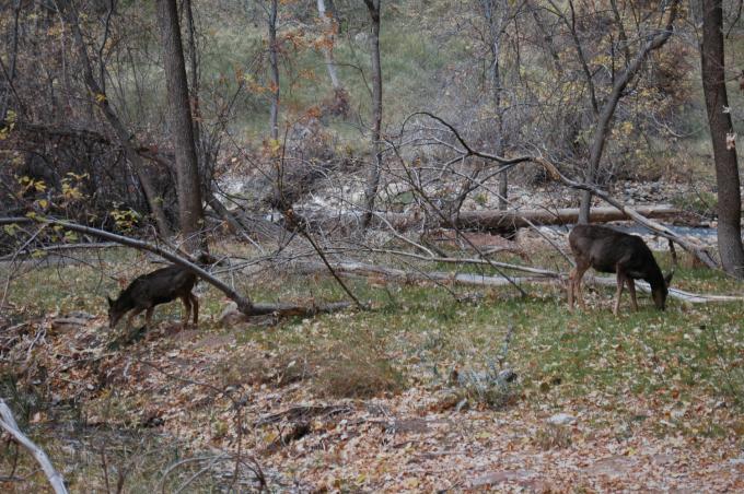 image Parque Nacional de Zion, Utah, Estados Unidos