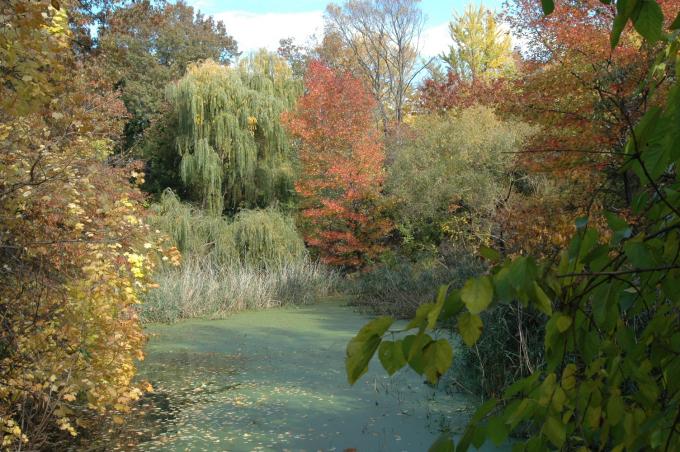 image Central Park en Nueva York, Estados Unidos