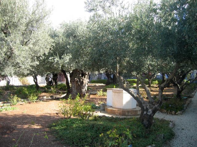 image El Jardín de Getsemaní, Jerusalén, Israel