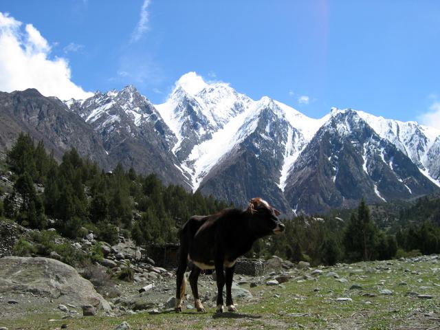 image Vaca en el camino del campo base del Rakaposhi, Pakistán