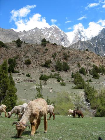 image Cabras en el camino del campo base del Rakaposhi, Pakistán