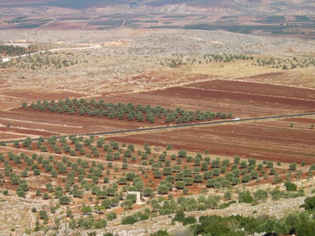 image Campos de olivos vistos desde la Catedral de San Simeón, Siria