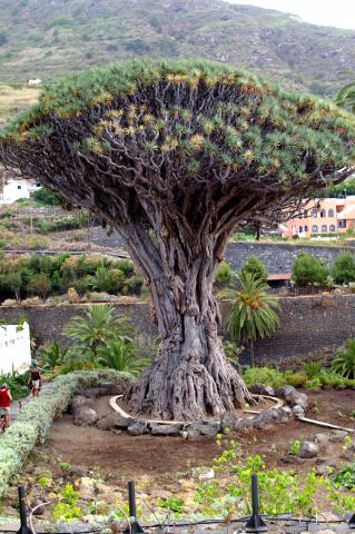 image Drago en Icod de los Vinos, Tenerife