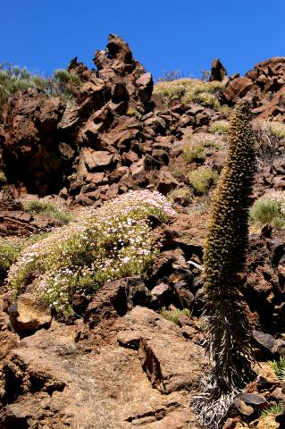 image Tajinaste, especie endémica de las Islas Canarias del género Echium, en el Teide, Tenerife