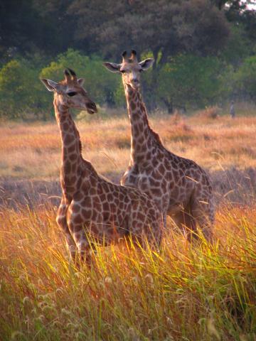 image Jirafas jóvenes en el Parque Nacional de Moremi, Botswana