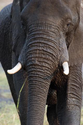 image Elefante en el Parque Nacional de Chobe, Botswana