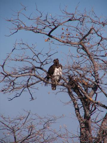 image Aguila en el Parque Nacional de Etosha, Namibia
