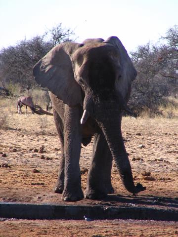 image Elefante en el Parque Nacional de Etosha, Namibia