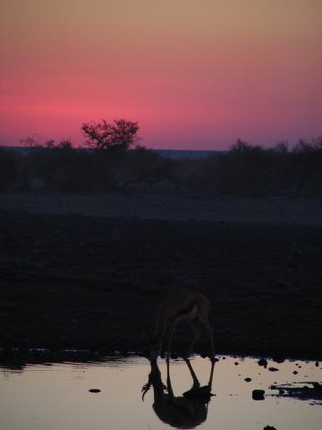 image Gacela en el Parque Nacional de Etosha, Namibia