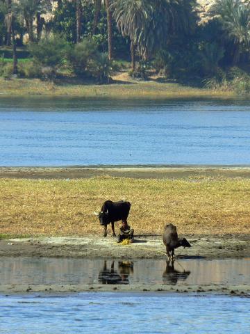 image Bueyes de agua en el Nilo, Egipto