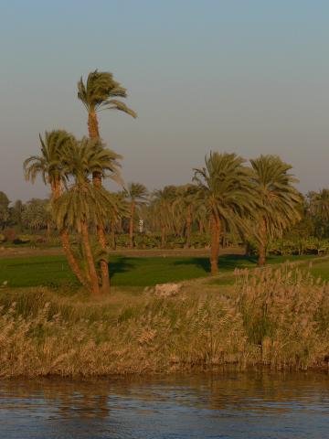 image Palmeras en el Nilo, Egipto