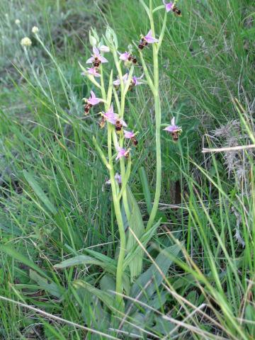 image Orquídea perdiz (Ophrys scolopax)