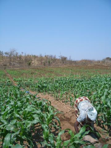 image Campo de cultivo en Kasungu, Malawi
