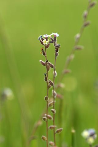 image Nomeolvides (Myosotis discolor), Hoyo de Manzanares
