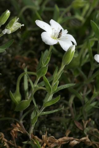 image Arenaria (Arenaria montana), La Adrada, Ávila