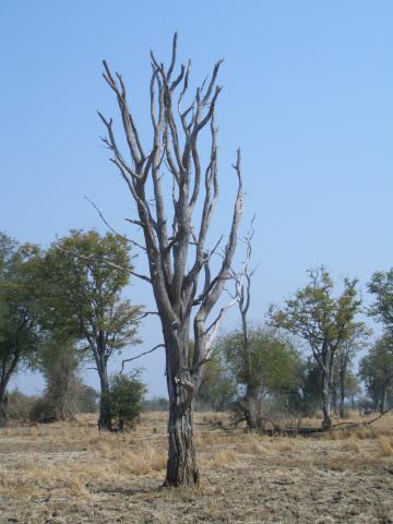 image Árbol en el Parque Nacional South Luangwa, Zambia