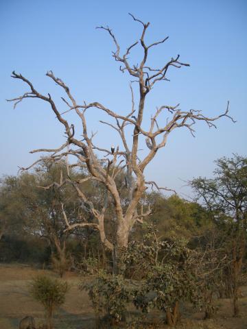 image Árbol en el Parque Nacional South Luangwa, Zambia