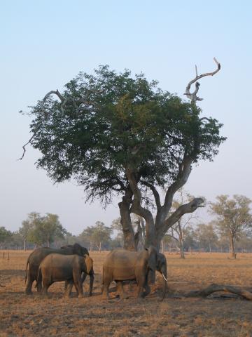 image Elefantes en el Parque Nacional South Luangwa, Zambia