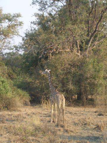 image Jirafa en el Parque Nacional South Luangwa, Zambia