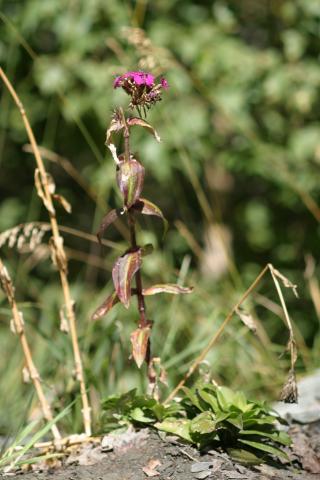 image Clavel del poeta, Minutisa o Clavelina (Dianthus barbatus), Valle de Arán, Lleida