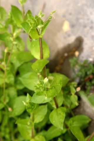 image Stellaria pallida, Sotillo de la Adrada, Ávila