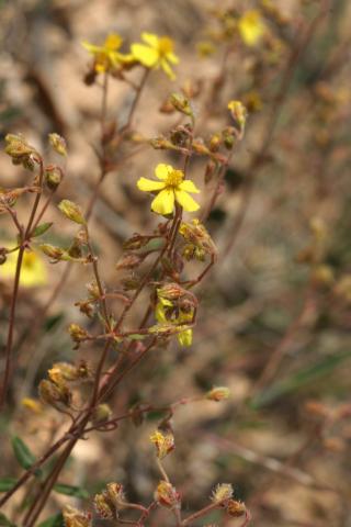 image Ceje, Ge del campo, Tila o Té de monte (Helianthemum cinereum), Belmonte de Tajo, Madrid