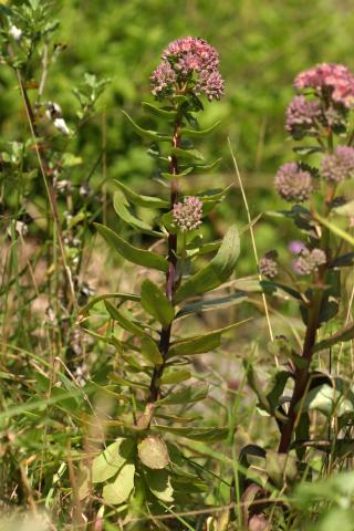 image Hylotelephium telephium, en Pirineos