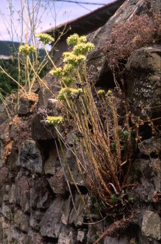 image Uña de gato, Arroz de moro o Hierba puntera (Sedum sediforme), en Valle de Hecho, Lleida
