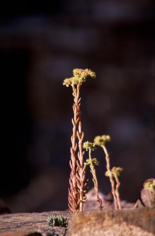 image Uña de gato, Arroz de moro o Hierba puntera (Sedum sediforme), en Valle de Hecho, Lleida