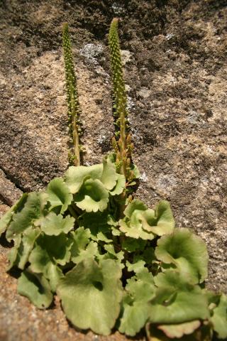 image Ombligo de Venus (Umbilicus rupestri), en Madrid