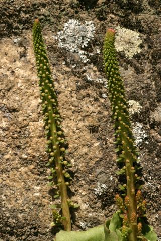 image Tallo de Ombligo de Venus (Umbilicus rupestri), en Madrid