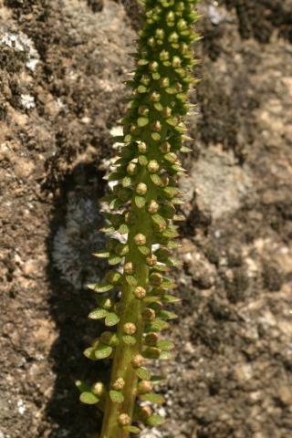 image Parte central del tallo de Ombligo de Venus (Umbilicus rupestri), en Madrid