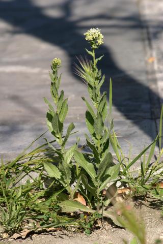 image Mastuerzo bárbaro u oriental, Draba o Capellanes (Cardaria draba), en Velilla de San Antonio, Madrid