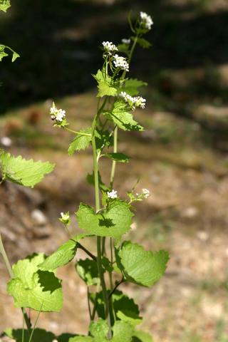 image Aliaria, Hierba del ajo o Ajera (Alliaria petiolata)