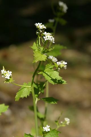 image Aliaria, Hierba del ajo o Ajera (Alliaria petiolata)