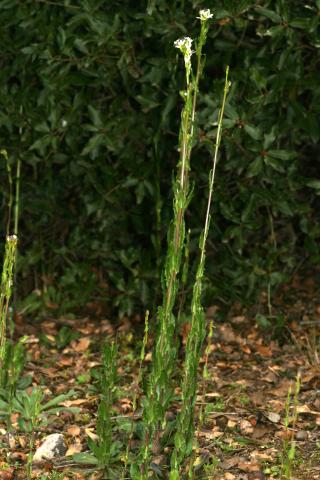 image Torreada (Arabis glabra), en Belmonte, Cuenca
