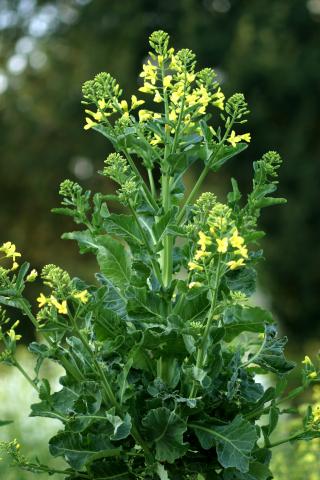image Hojas y flores de Brassica oleracea, en Madrid
