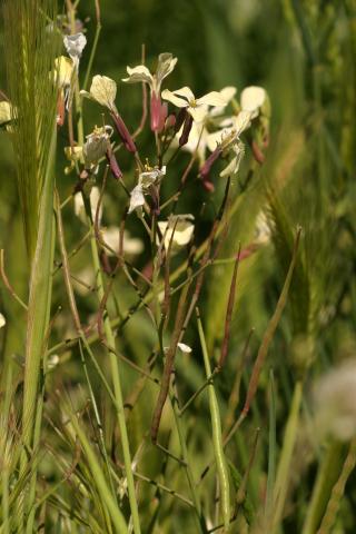 image Oruga, Roqueta o Ruca (Eruca vesicaria sativa), en Valle del Tiétar