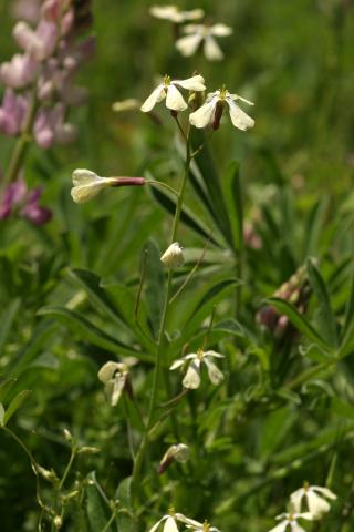 image Oruga, Roqueta o Ruca (Eruca vesicaria sativa), en Valle del Tiétar